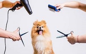 Pet Kuaförü 