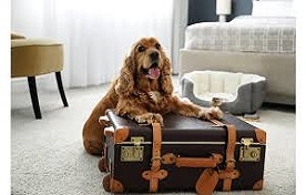 Köpek Pansiyonu 