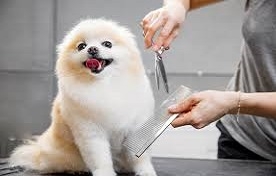 Köpek Kuaförü 
