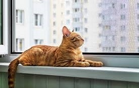 Kedi Teli 