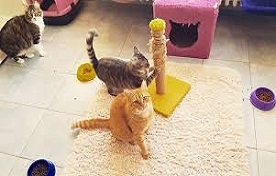 Kedi Oteli 