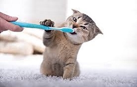 Evde Kedi Bakımı 
